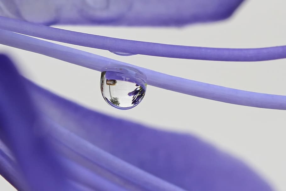 raindrop, mirroring, blossom, bloom, close, purple, close-up HD wallpaper