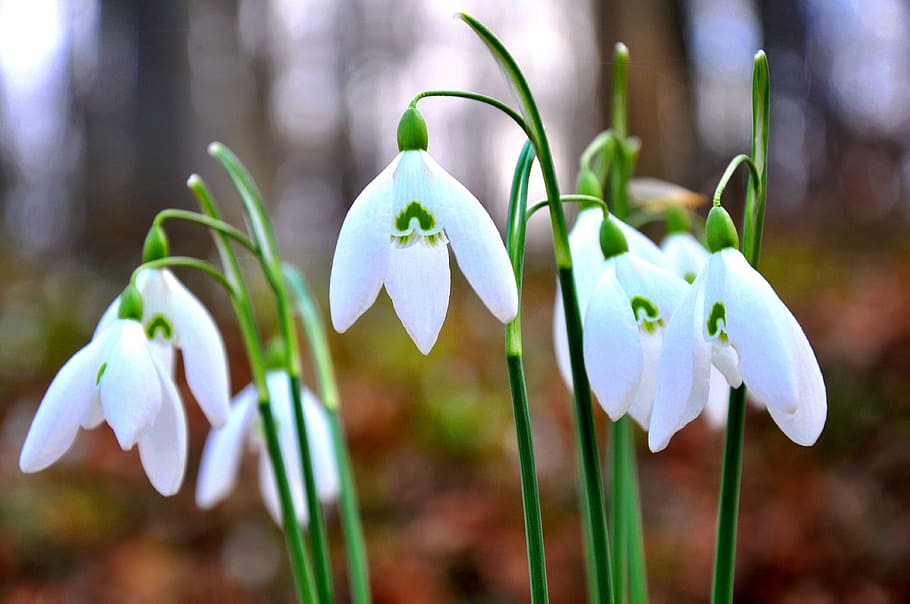 Spring, Snowdrop, White Flower, nature, plant, springtime, close-up HD wallpaper