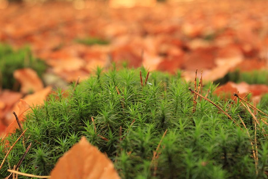 moss, nature, fall, green, natural, forest, plant, texture HD wallpaper