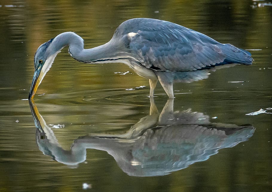 grey heron reflection on body of water, bird, nature, pool, wildlife