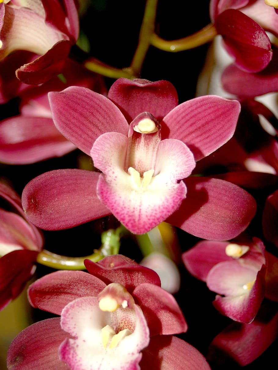 orchid, flower, bright, violet, flora, growth, decoration, bud HD wallpaper