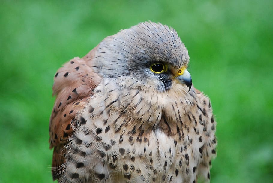 brown and gray bird during daytime, kestrel, hawk, close-up HD wallpaper
