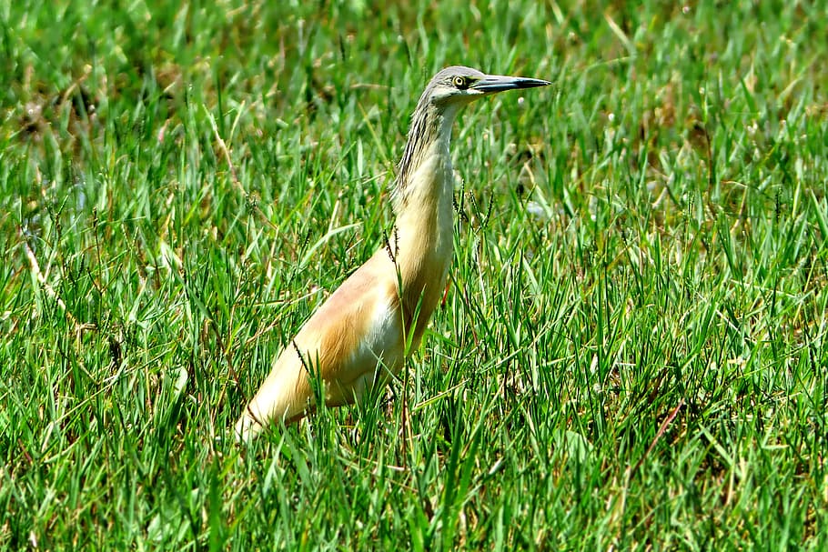 nature, grass, bird, heron, squacco heron, summer, vertebrate HD wallpaper