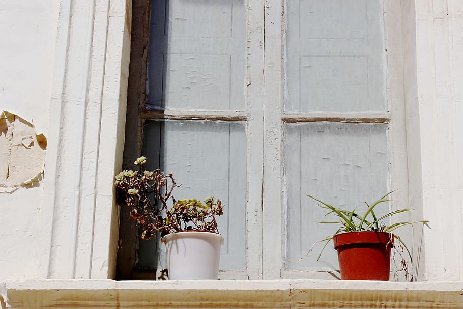 two potted plants beside closed window, two plants in pots on window HD wallpaper