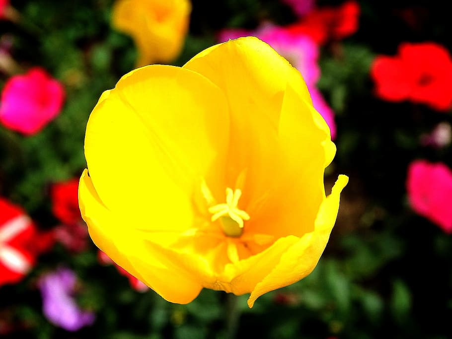 churros script, flowers, yellow, sunny, spring, days production flowers fair HD wallpaper