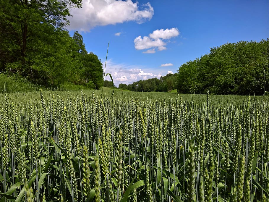 landscape, wheat in spring, sky, clouds, agriculture, crop HD wallpaper
