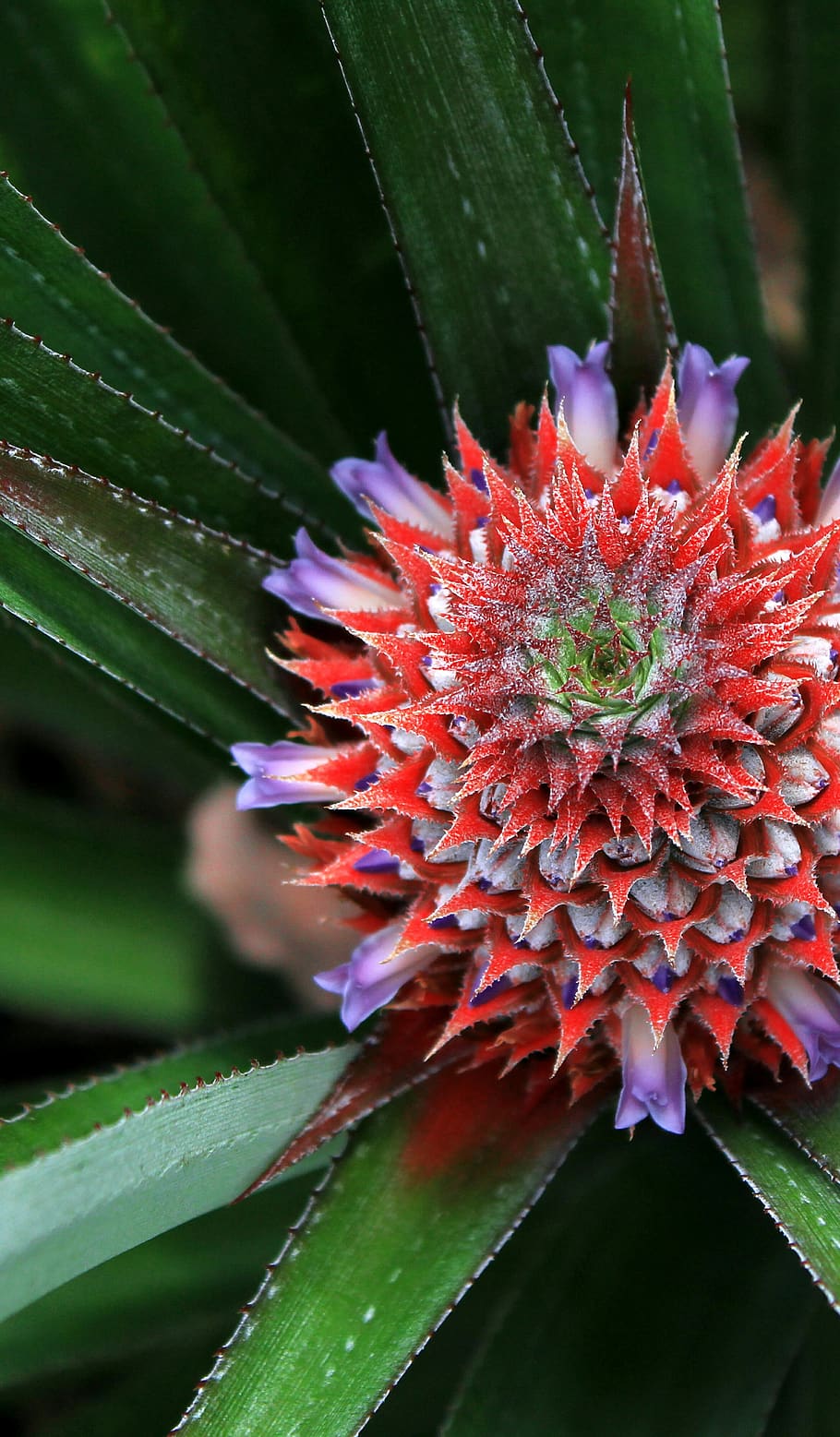 flowers, pineapple, red, green, flowering plant, growth, beauty in nature HD wallpaper