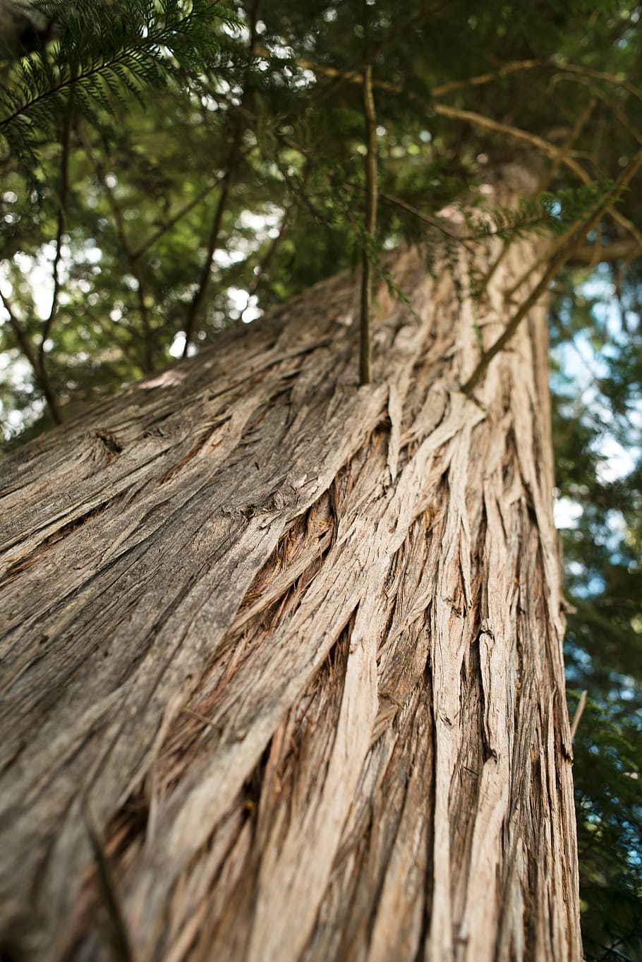 Tree, Texture, Nature, Wood, wooden, natural, green, plant HD wallpaper