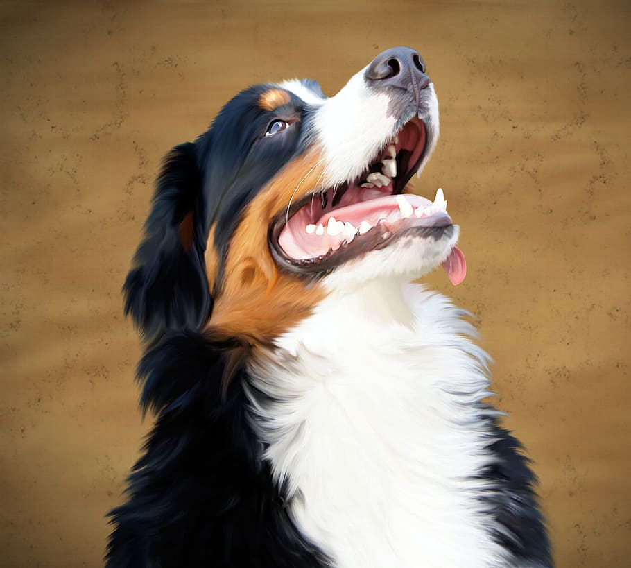 black and white dog looking up, bernese mountain dog, animal, HD wallpaper