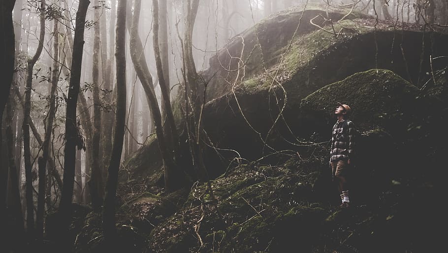 person standing near gray rock surrounded with trees, person looking up for tree HD wallpaper