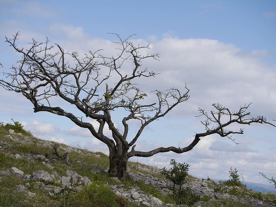 Tree, Landscape, Nature, Foliage, green, outdoor, scenic, oak HD wallpaper
