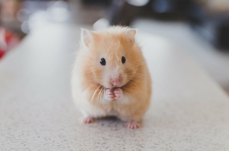 closeup photography of brown rodent, white, teddy, bear, hamster