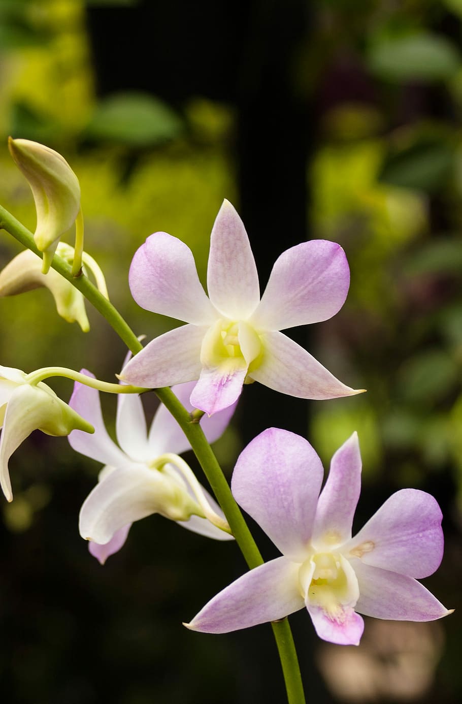 Sooth, Spa, Flower, Purple, Nature, health, organic, plant HD wallpaper