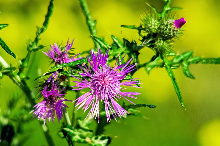 flower, thistle, campaign, field, fuchsia, thorns, flowers HD wallpaper