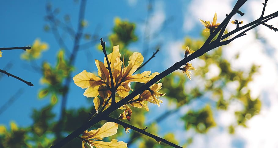 shallow focus photography of yellow leaf, selective focus photography of yellow petaled flowers HD wallpaper
