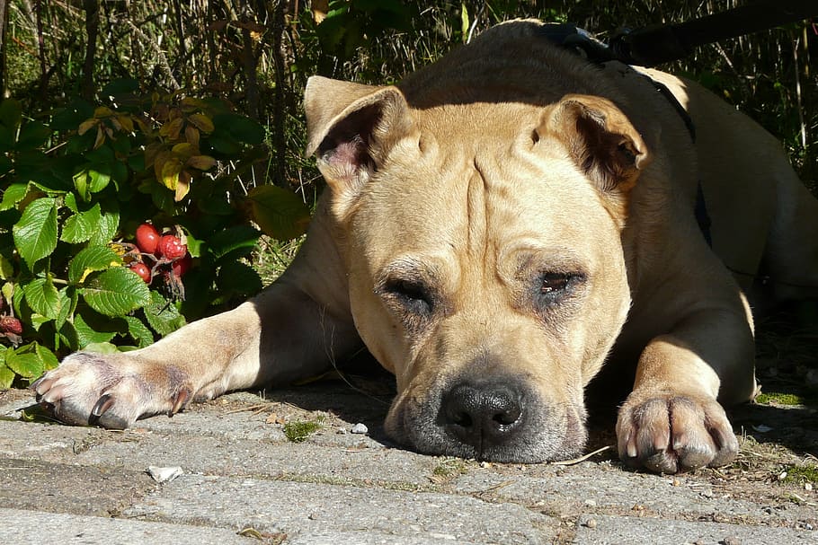 dog, lying, dear, good, cute, dog look, friendly, head, lazy dog HD wallpaper