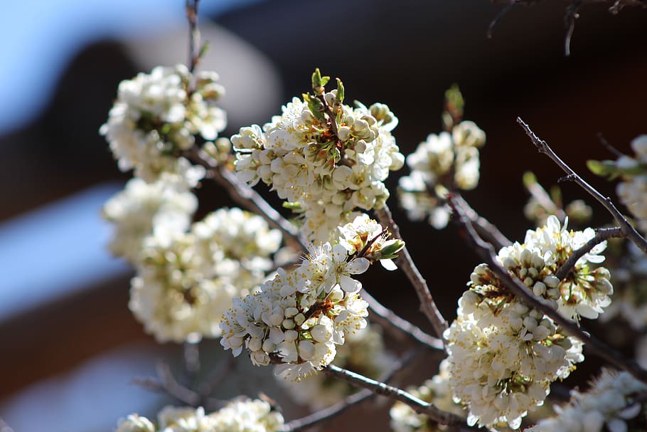 flowers, white, spring, flowering plant, fragility, vulnerability HD wallpaper