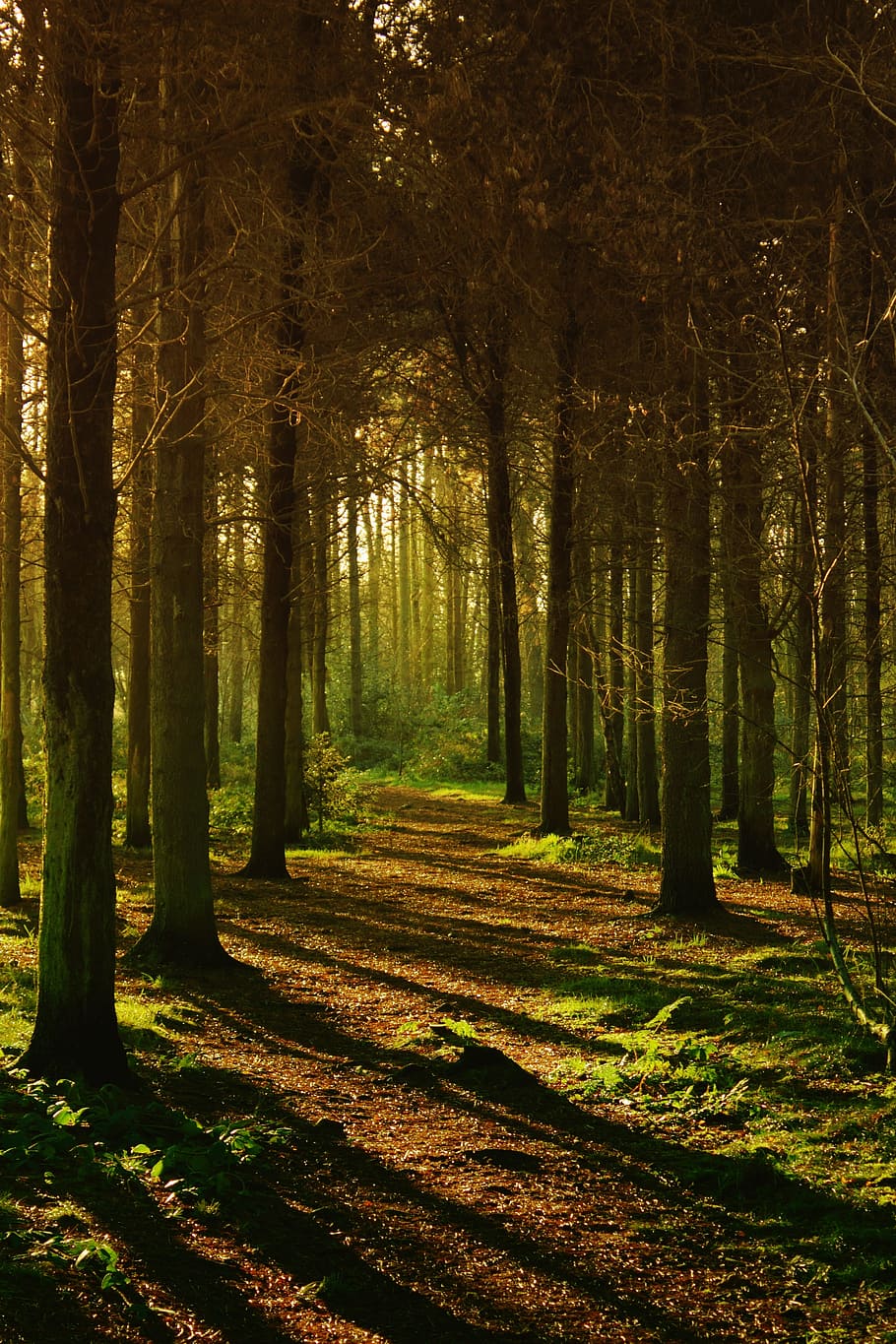 wood, light, dawn, landscape, brown, colour, environment, fall HD wallpaper