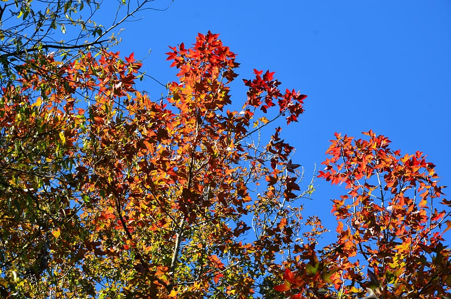 Maple Leaf, Red Leaves, Sky, tree, nature, growth, blue, autumn HD wallpaper
