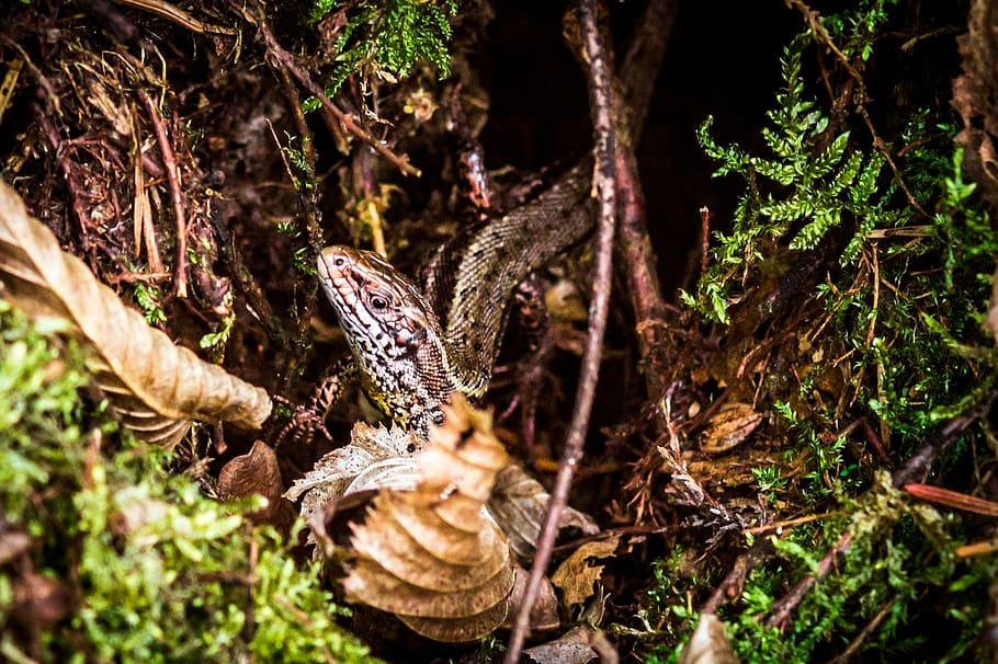 nature, wood, moss, lizard, sand lizard, macro, eyes, dead wood HD wallpaper