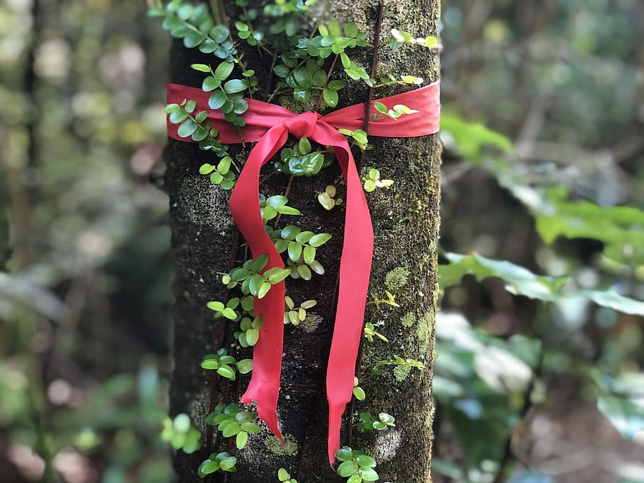 Red Ribbon, red ribbon bow on tree trunk, surveying, forest, plant HD wallpaper