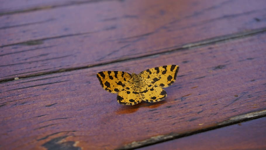 butterfly, yellow, table, insect, wing, close, beautiful, animal HD wallpaper