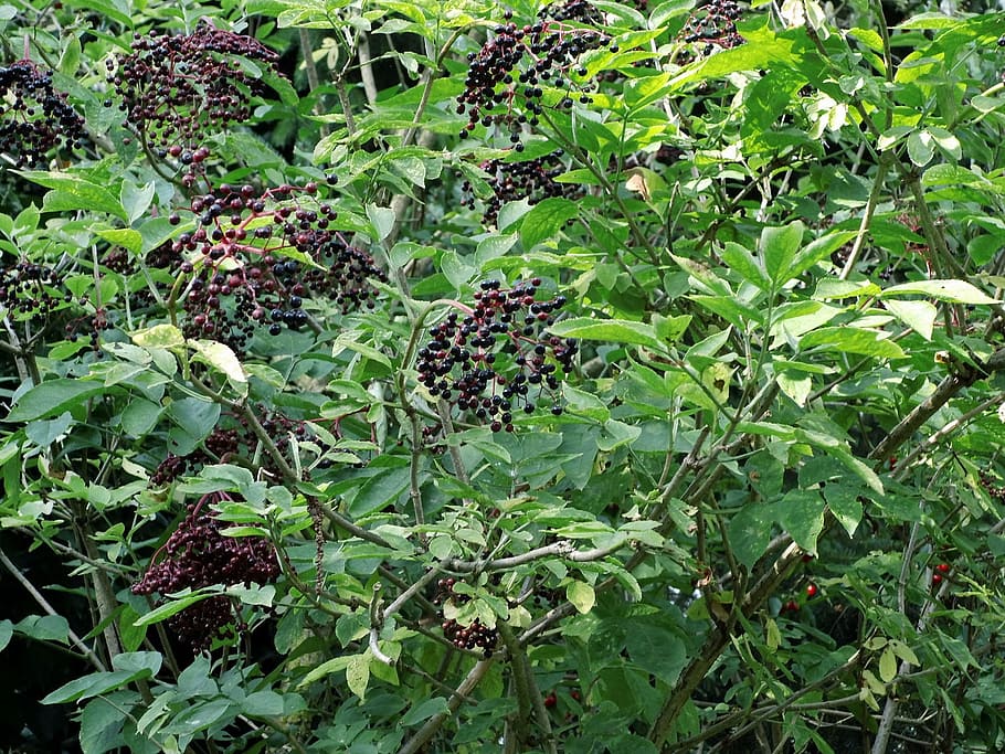 Elder, Bush, Berries, Holder, holder bush, black elderberry, HD wallpaper