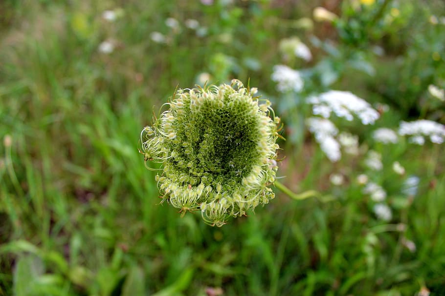 yarrow, bud, green, white, flower, plant, spring, nature, close HD wallpaper