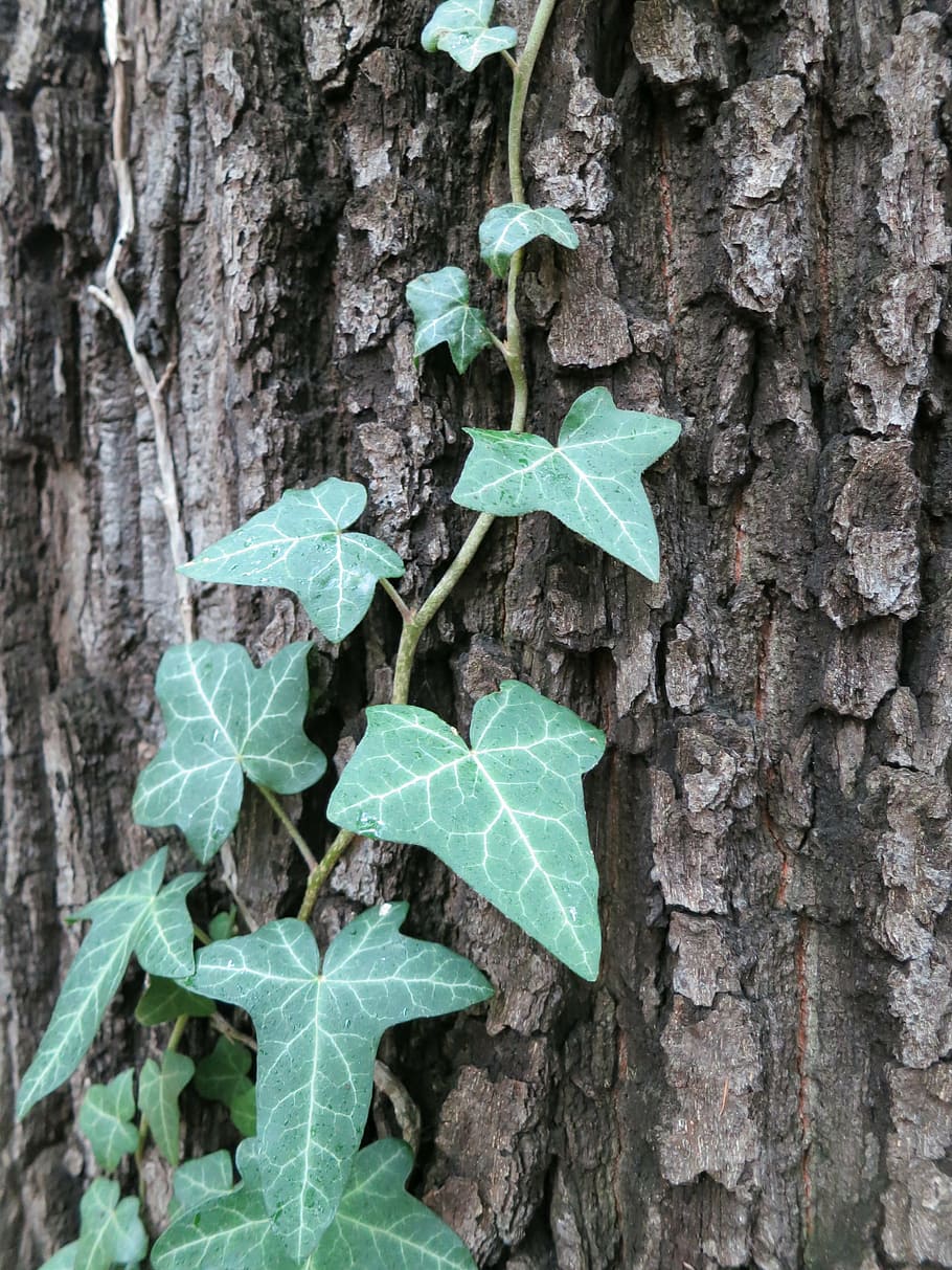 tree, nature, ivy, log, green tree, leaves, cohesion, leaf HD wallpaper
