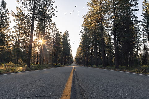 asphalt road in the middle of pine forest during day, concrete road in the middle of green trees during sunrise HD wallpaper