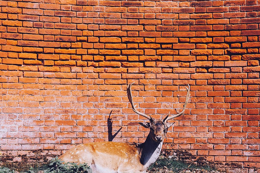 brickwork, bricks, wall, wall of bricks, stag, deer, antlers HD wallpaper