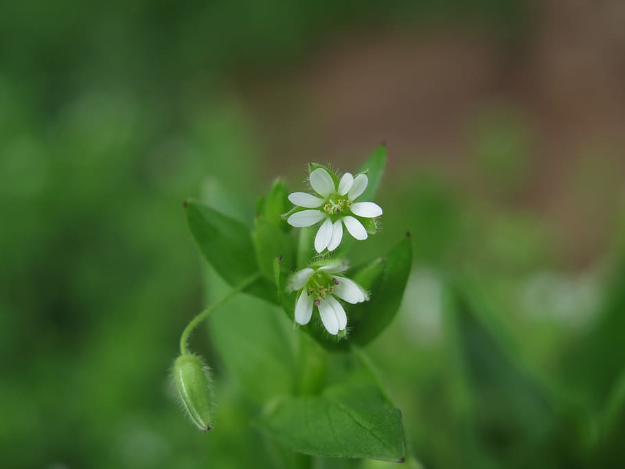 chickweed, leaf, nature, plant, flowering plant, freshness HD wallpaper