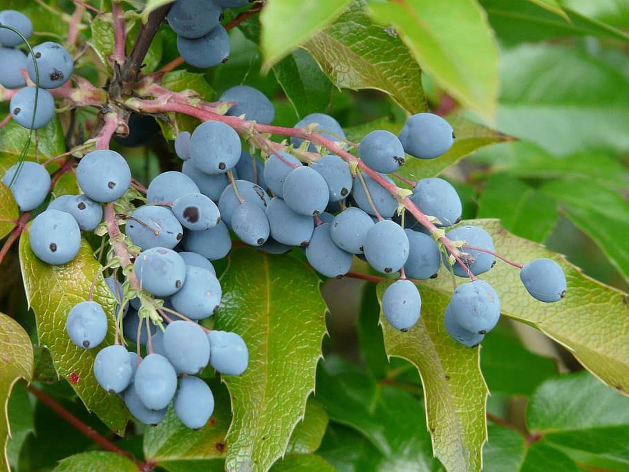 Berries, Fruit, Plant, blue, ordinary mahogany, stechdornblättrige mahonie, HD wallpaper