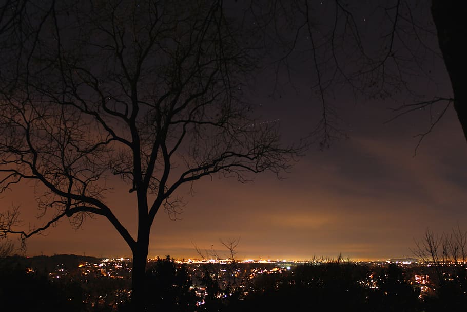 city, night, tree, night photograph, lights, at night, long exposure, HD wallpaper
