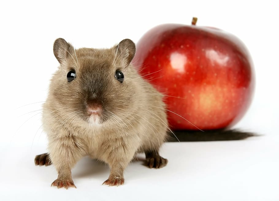brown hamster near red apple, animal, breakfast, close, colorful, HD wallpaper