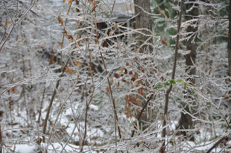 winter, ice, trees, park, snow, cold temperature, plant, close-up HD wallpaper