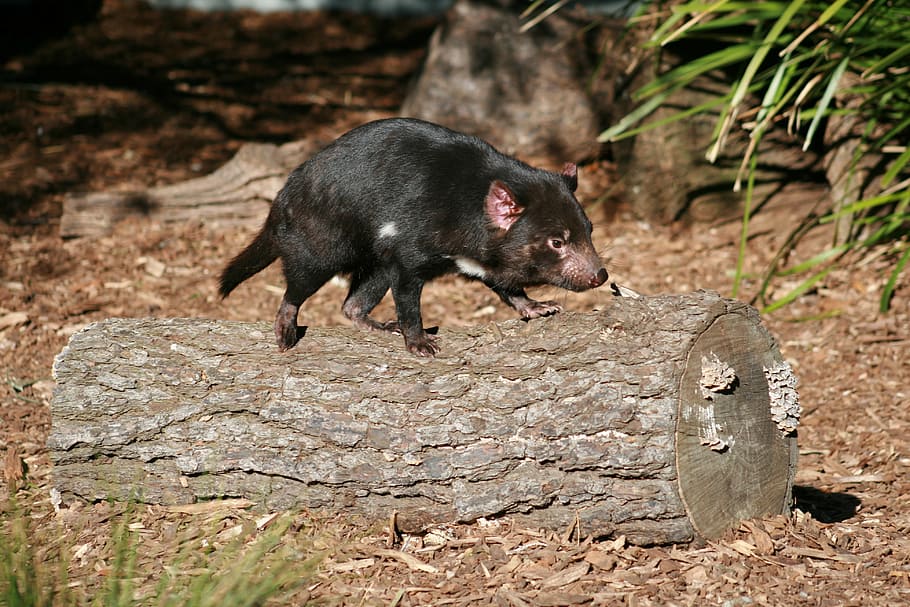 black rodent on tree log during daytime, tasmanian devil, australian HD wallpaper