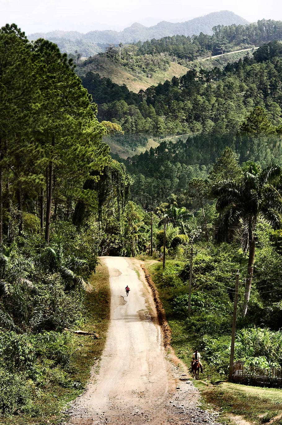person walking on mountain road at daytime, forest, landscape HD wallpaper