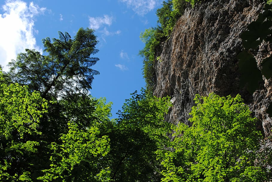 clammy, gorge, nature, forest, rock, canyon, tree, summer, outdoors HD wallpaper