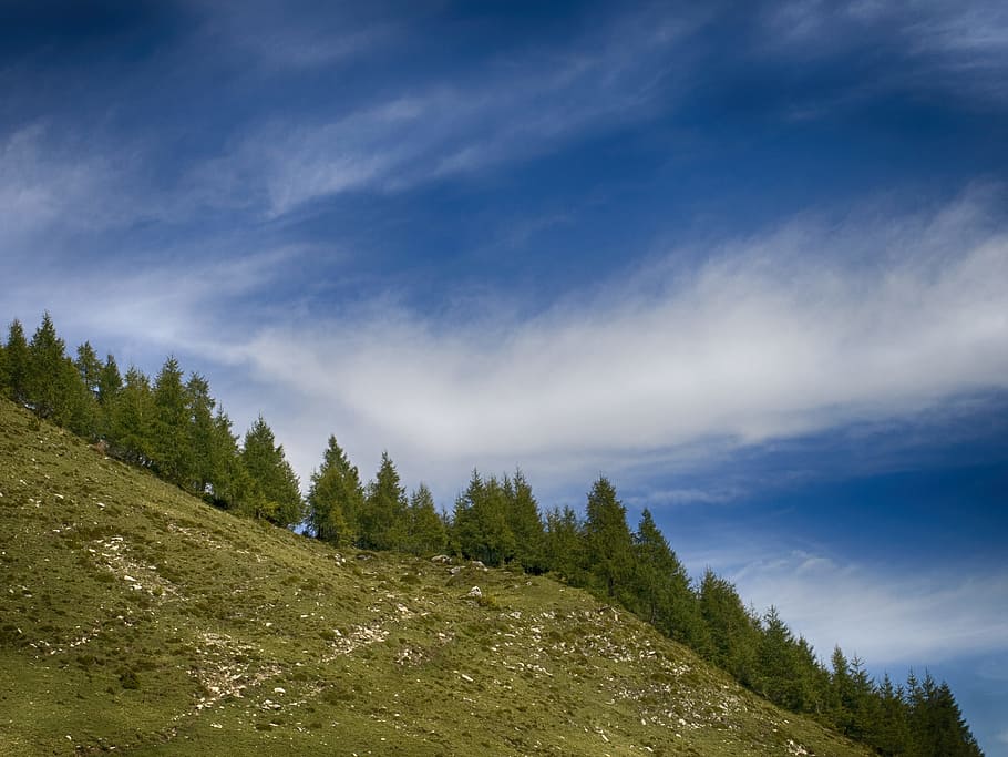 Green Pine Trees Under Clear Blue Sky, clouds, daylight, forest HD wallpaper
