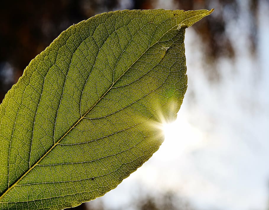 leaf, close, back light, sun, autumn, colorful, nature, tree HD wallpaper