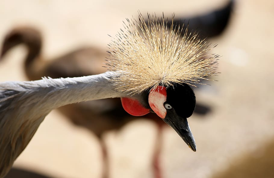 crowned crane, crest, head, closeup, animal themes, bird, one animal HD wallpaper