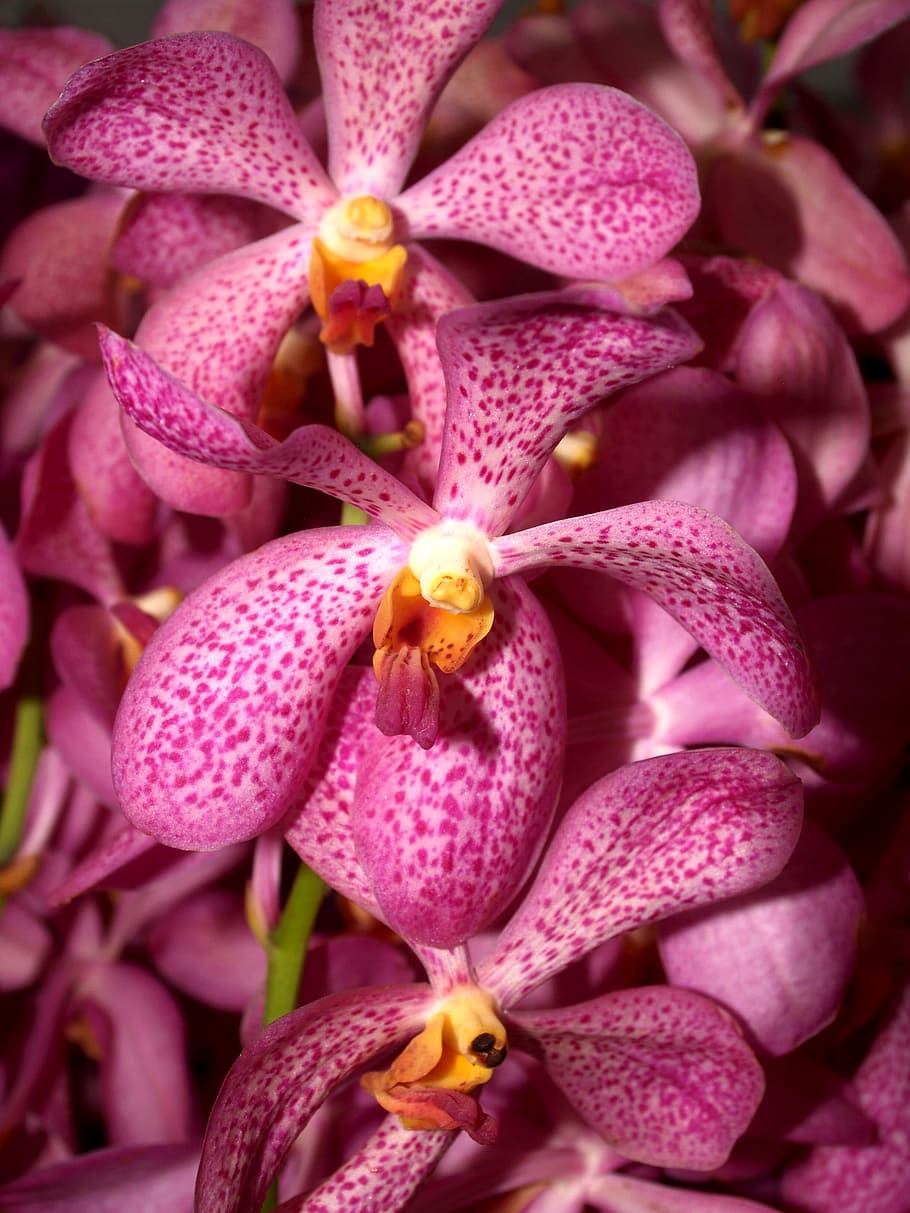 Orchid, Flower, Violet, Flora, bright, growth, decoration, bud HD wallpaper