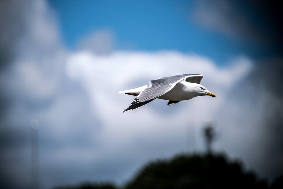 shallow focus photography of of white bird, selective focus photo of soaring white bird HD wallpaper