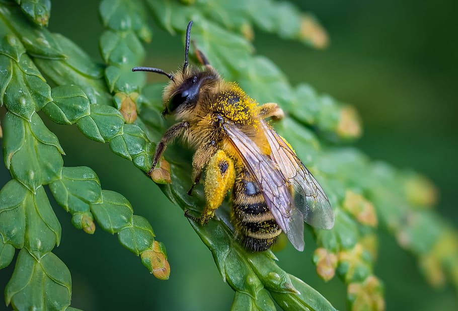 micro photograph of yellow and black honey bee, spring, nature HD wallpaper
