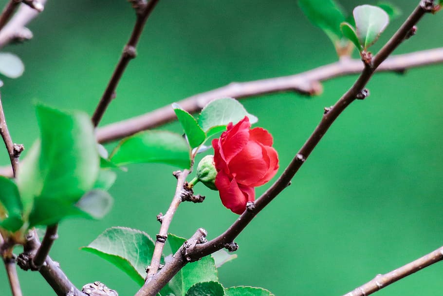 plant, tree, nature, branch, flower, outdoor, garden, close-up HD wallpaper