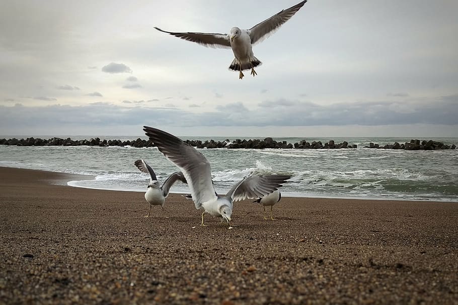 morning, sky, cloud, sea, beach, seagull, seabird, wild birds HD wallpaper