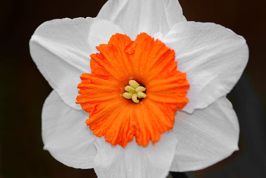 white and orange daffodil in bloom close-up photo, bicolor HD wallpaper