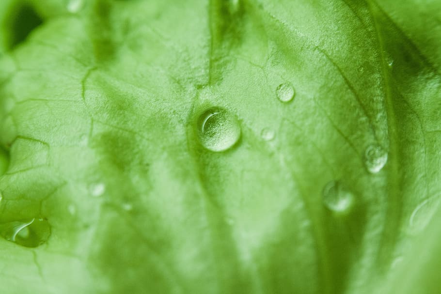green, leaves, wet, raining, rain drops, leaf, plant part, green color HD wallpaper