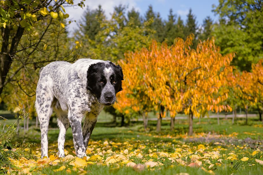 dog, autumn, tree, colors, středoasiat, garden, autumn colors HD wallpaper